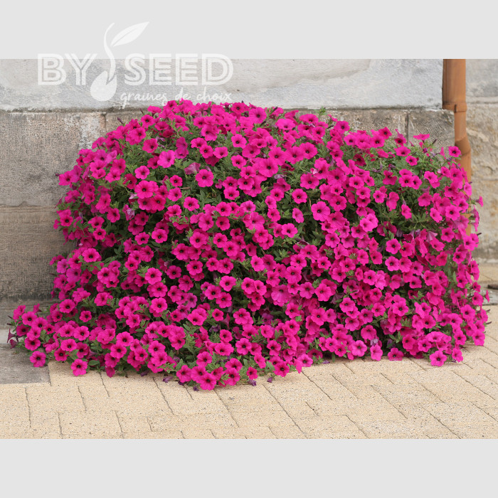 Pétunia Velvet Purple (graines enrobées)