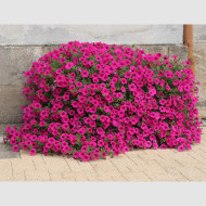Pétunia Velvet Purple (graines enrobées)