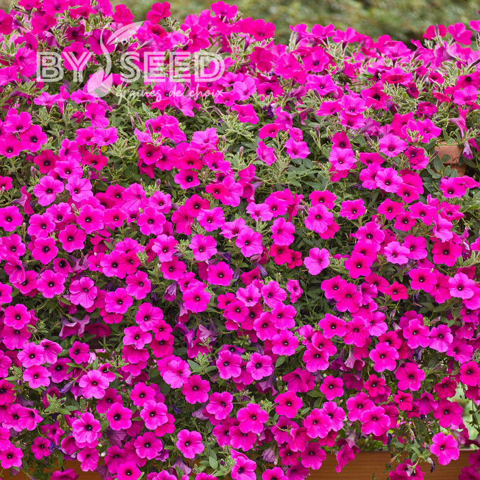 Pétunia Velvet Purple (graines enrobées)
