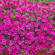 Pétunia Velvet Purple (graines enrobées)