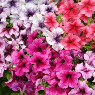 Pétunia Prism Sundae Mix (graines enrobées)