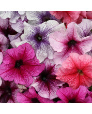 Pétunia Velvet Salmon Shades (graines enrobées)