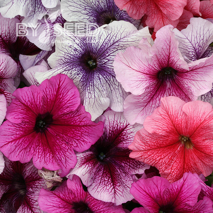 Pétunia Prism Sundae Mix (graines enrobées)