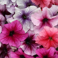 Pétunia Prism Sundae Mix (graines enrobées)