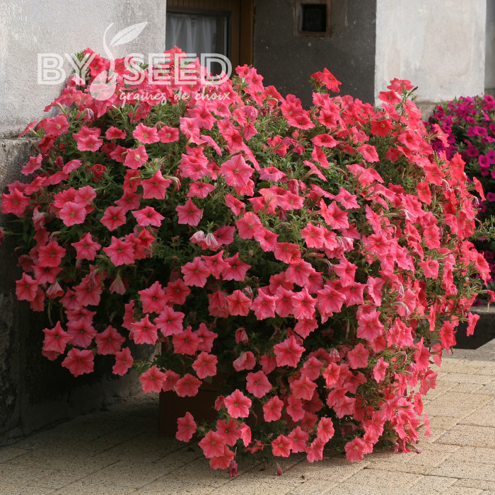 Pétunia Velvet Salmon Shades (graines enrobées)