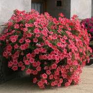 Pétunia Velvet Salmon Shades (graines enrobées)