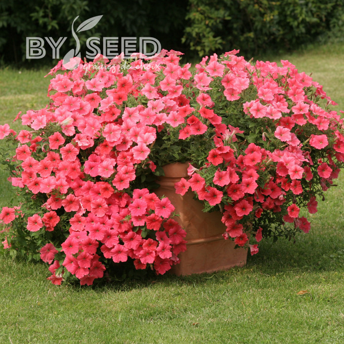 Pétunia Velvet Salmon Shades (graines enrobées)