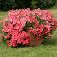 Pétunia Velvet Salmon Shades (graines enrobées)
