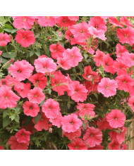 Pétunia Prism Sunshine (graines enrobées)
