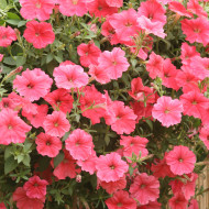 Pétunia Velvet Salmon Shades (graines enrobées)