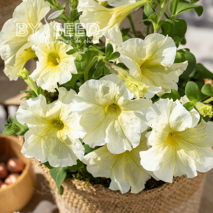 Pétunia Prism Sunshine (graines enrobées)