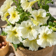 Pétunia Prism Sunshine (graines enrobées)
