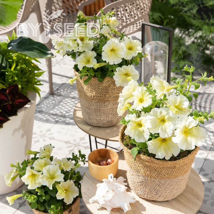 Pétunia Prism Sunshine (graines enrobées)
