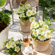 Pétunia Prism Sunshine (graines enrobées)
