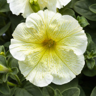 Pétunia Prism Sunshine (graines enrobées)