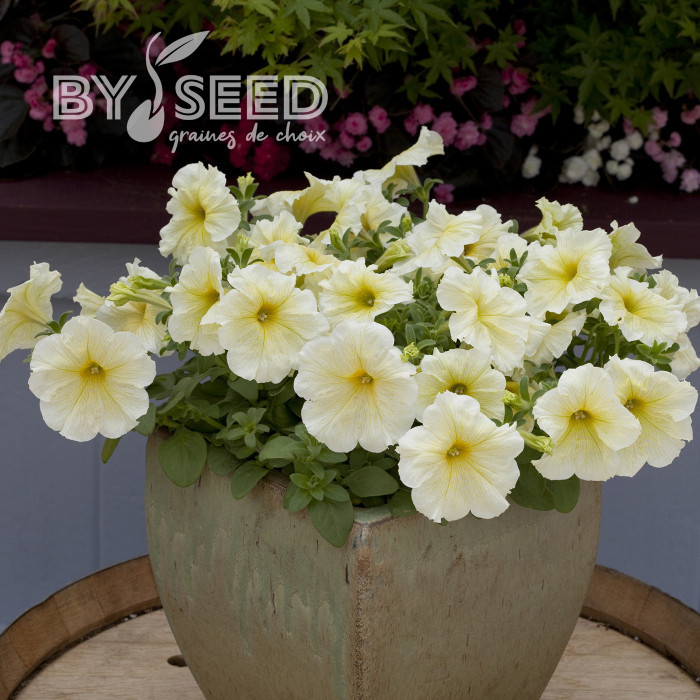 Pétunia Prism Sunshine (graines enrobées)