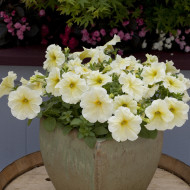 Pétunia Prism Sunshine (graines enrobées)