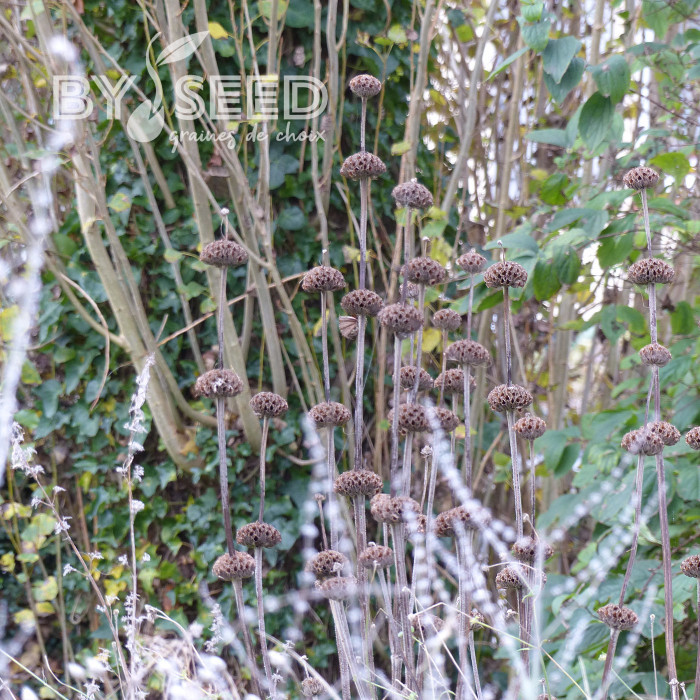 Phlomis russeliana - Sauge de Jérusalem