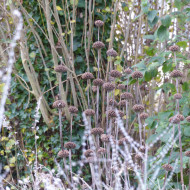Phlomis russeliana - Sauge de Jérusalem