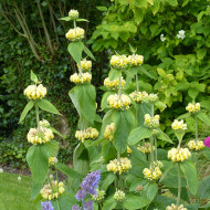 Phlomis russeliana - Sauge de Jérusalem