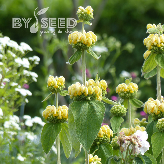 Phlomis russeliana - Sauge de Jérusalem