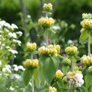Phlomis russeliana - Sauge de Jérusalem
