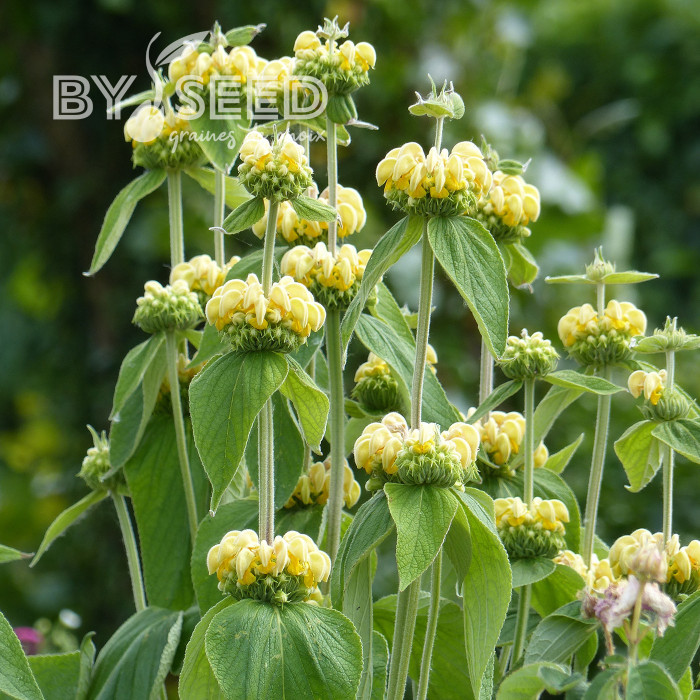 Phlomis russeliana - Sauge de Jérusalem