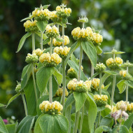 Phlomis russeliana - Sauge de Jérusalem