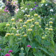 Phlomis russeliana - Sauge de Jérusalem