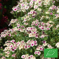 Phlox annuel Cherry Caramel BIO