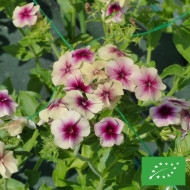 Phlox annuel Cherry Caramel BIO