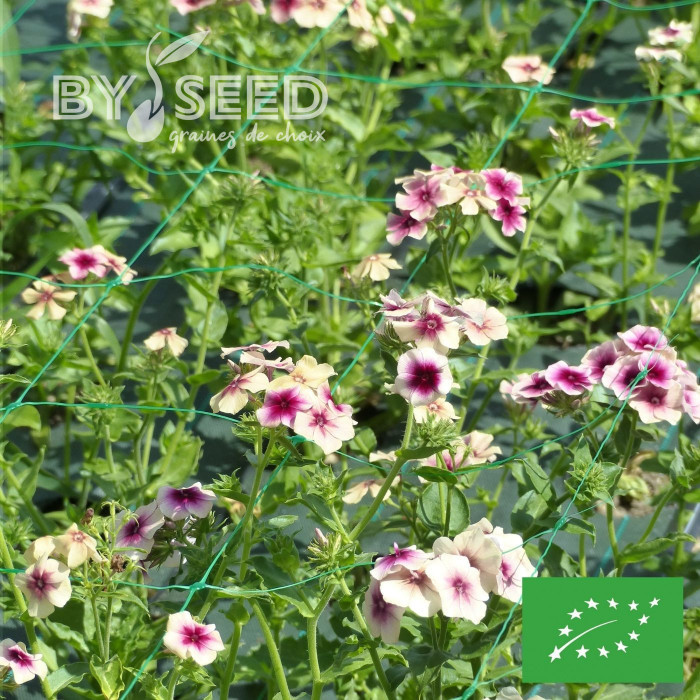 Phlox annuel Cherry Caramel BIO