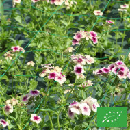 Phlox annuel Cherry Caramel BIO