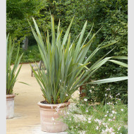 Phormium tenax - Lin de Nouvelle-Zélande