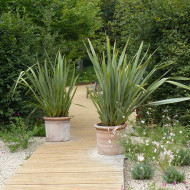 Phormium tenax - Lin de Nouvelle-Zélande