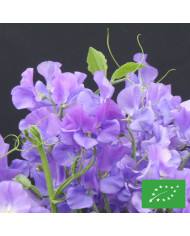 Lobélia retombant Sapphire Cascade