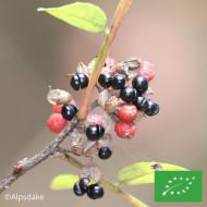 Poivrier du Timut BIO