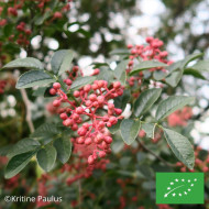 Poivrier du Sichuan BIO