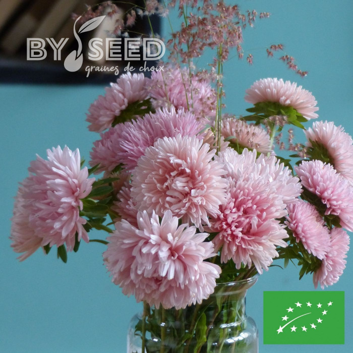 Reine-marguerite King Size Apricot BIO