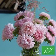 Reine-marguerite King Size Apricot BIO