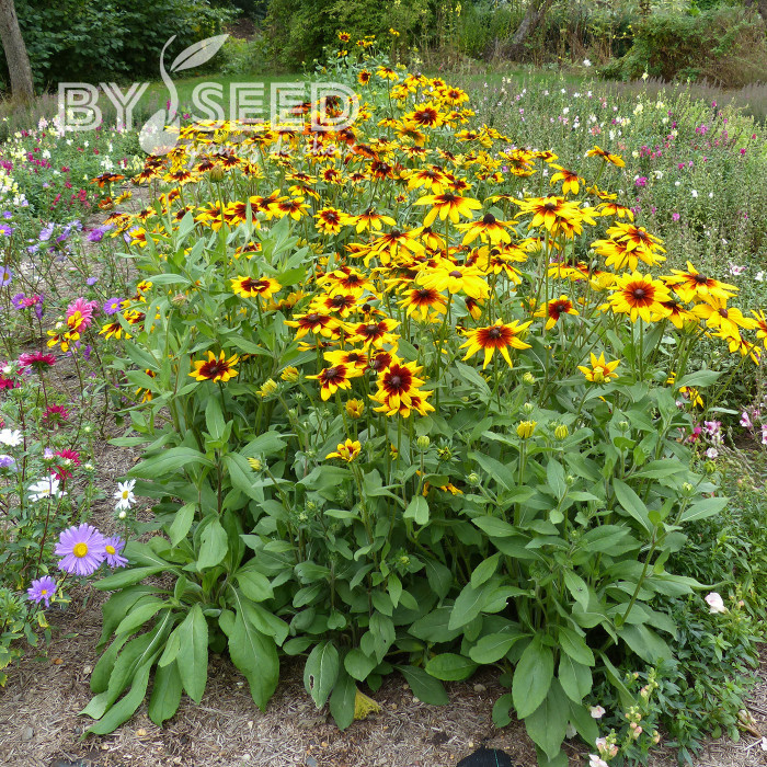Rudbéckia Gloriosa Daisy