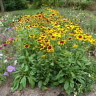 Rudbéckia Gloriosa Daisy