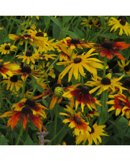 Rudbéckia Toto® Gold (graines enrobées)