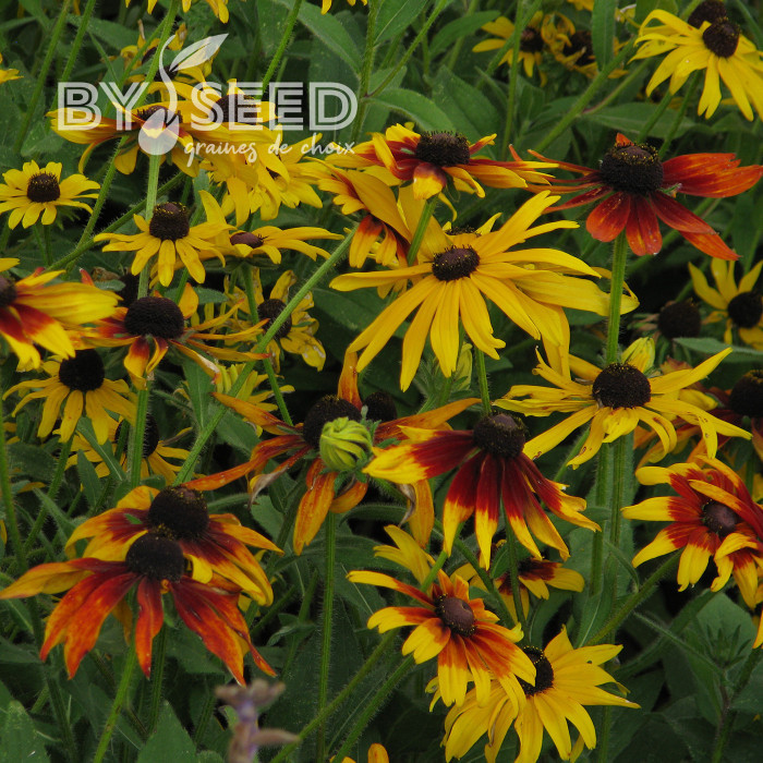 Rudbéckia Gloriosa Daisy