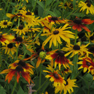 Rudbéckia Gloriosa Daisy