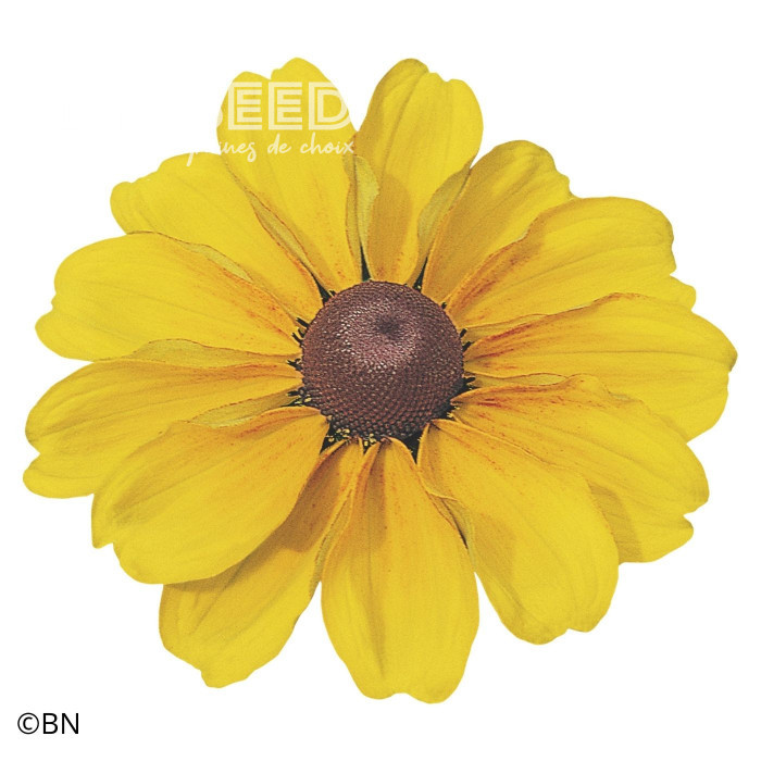 Rudbéckia Toto® Gold (graines enrobées)