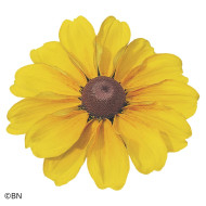 Rudbéckia Toto® Gold (graines enrobées)
