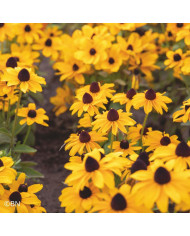 Rudbéckia Gloriosa Daisy