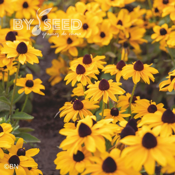 Rudbéckia Toto® Gold (graines enrobées)