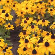 Rudbéckia Toto® Gold (graines enrobées)